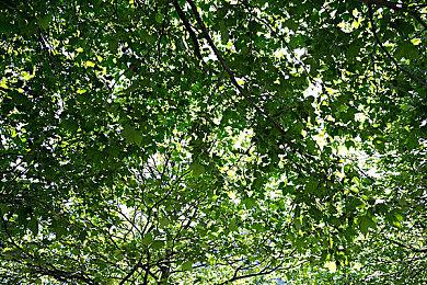 《王者荣耀世界》新截图：画面唯美 展现鲜活瞬间